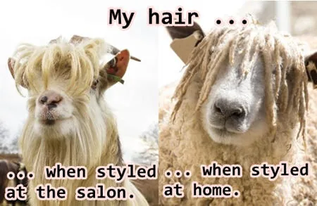 Fancy haired goat