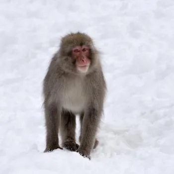 Snow macaques (Japanese macaques) sitting together