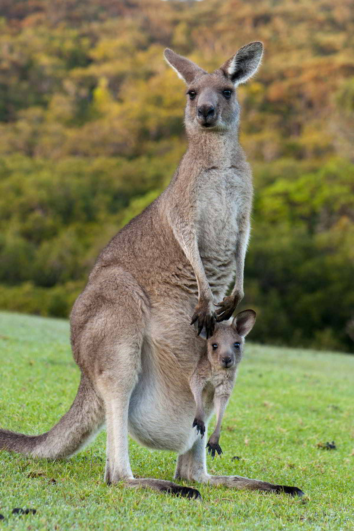 Eastern gray kangaroo with joey peeking from the pouch, standing on green grass