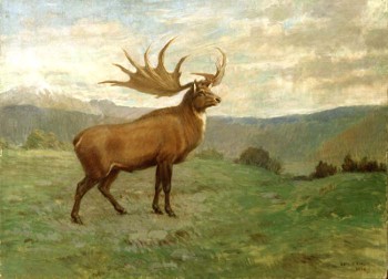 Irish Elk skeleton showing its enormous antler span on display in a museum