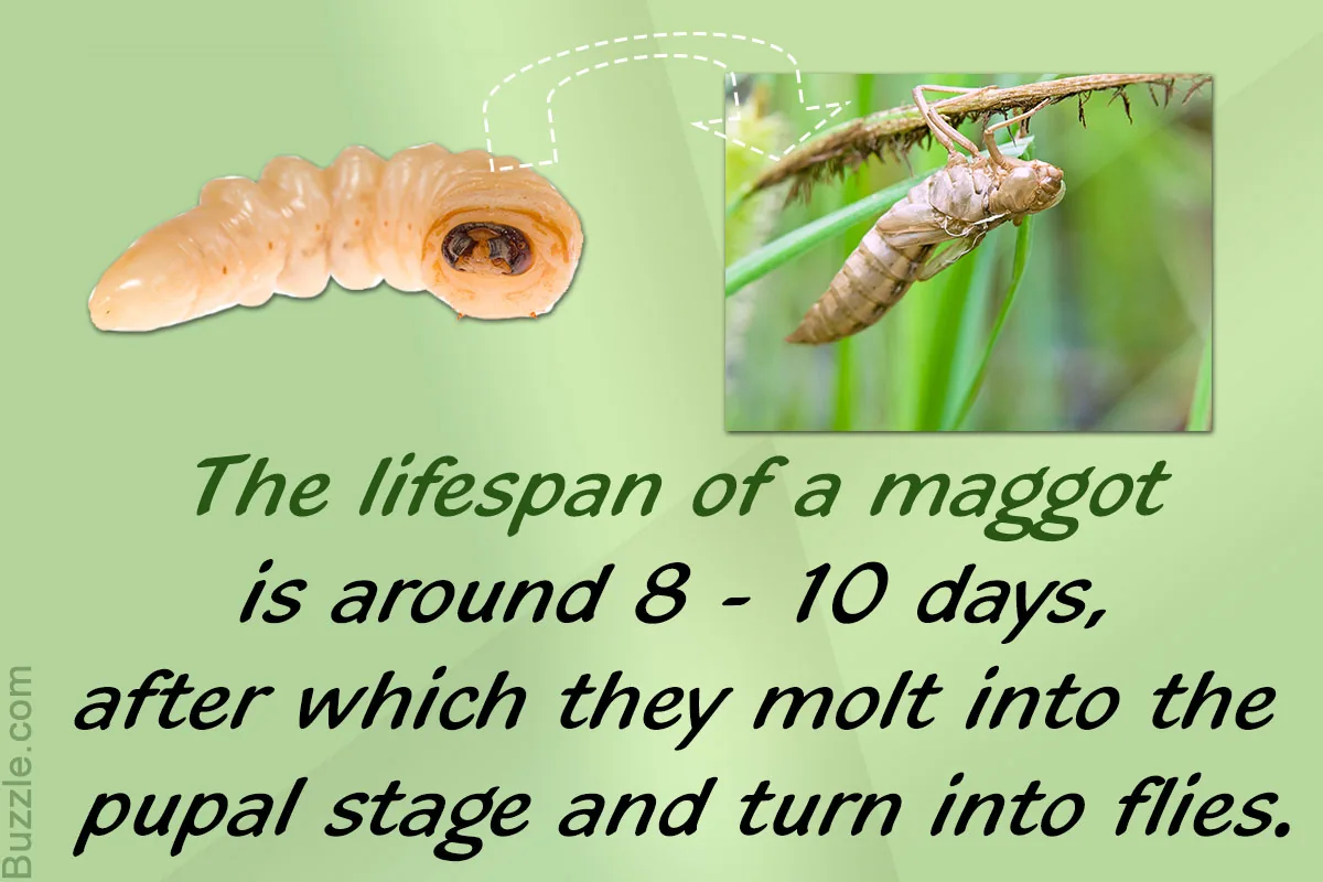 A maggot, the larval phase in the life cycle of a fly