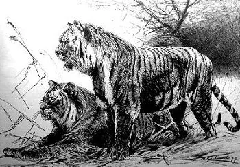 Caspian tiger, a subspecies of tiger once found across Western and Central Asia