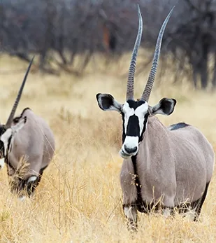 Oryx antelope with long straight horns