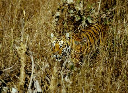 Tiger stalking through long grass