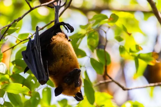 Fruit bat hanging