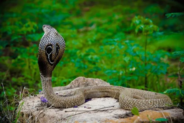 Cobra in striking position, fangs ready to deliver venom