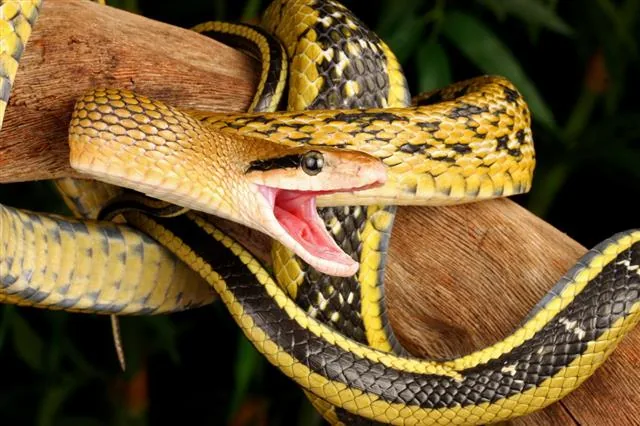 A yellow-and-black Taiwan beauty snake with its mouth open, coiled on a branch