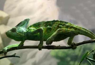 High Casqued Chameleon perched on a branch in East Africa