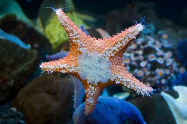 A glowing starfish on the ocean floor