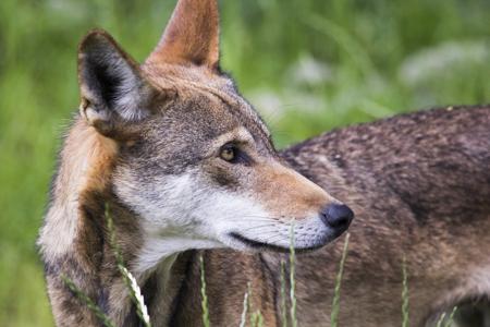 A red wolf, one of the wolf subspecies found in North America