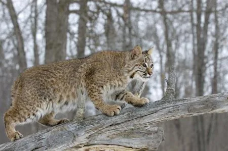 A bobcat balancing on a fallen tree branch, showing its spotted coat and shorter ear tufts