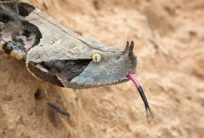 Gaboon Viper with geometric brown-and-tan camouflage