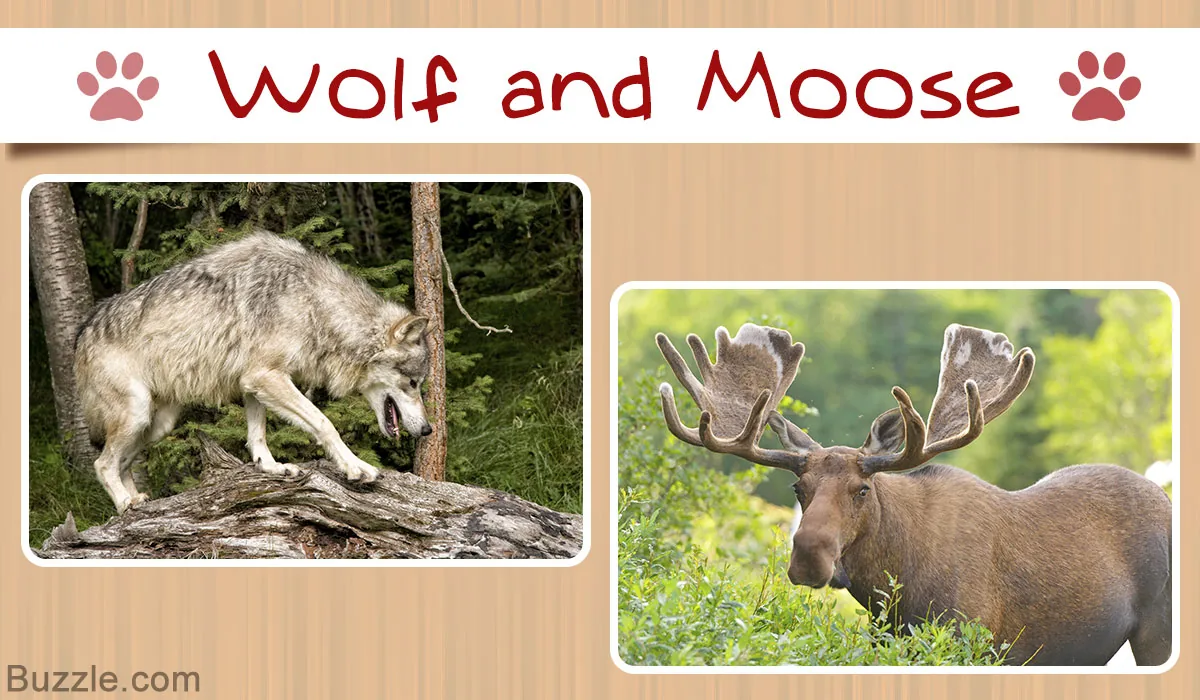 Wolf and moose