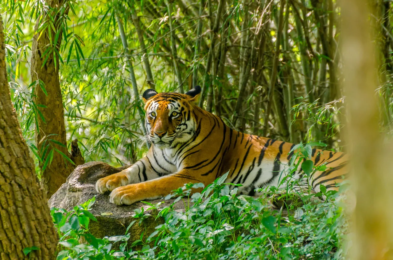 Royal Bengal tiger walking through tropical jungle vegetation