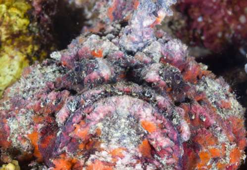Stonefish disguised as a coral-covered stone
