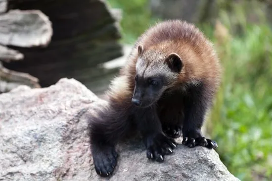 Wolverine