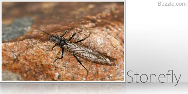 Stonefly on a rock near water