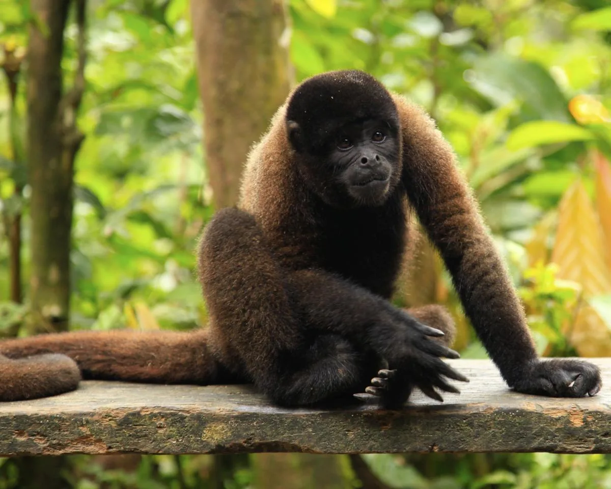 Woolly Monkey