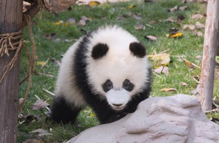 Baby panda staring