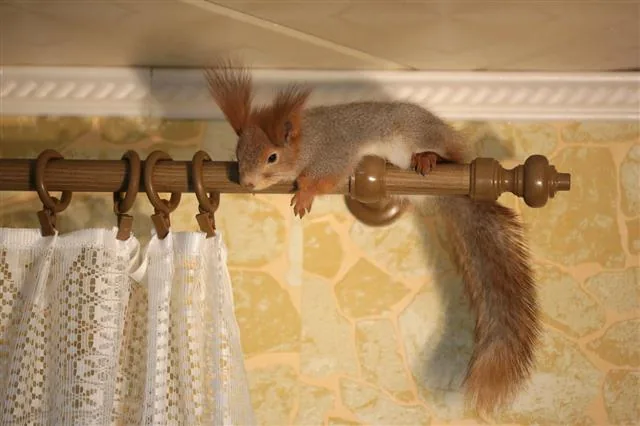 Squirrel in a garden
