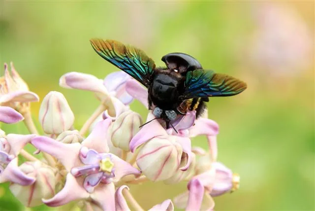 A bumblebee collecting nectar from a flower