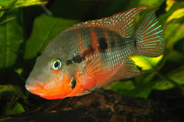 Mexican Firemouth