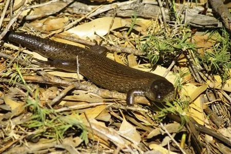 Arnhem Land Egernia (Egernia obiri)