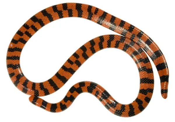 False Coral Snake, a nonvenomous snake