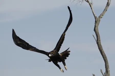 Wedge-tailed Eagle (Aquila audax fleayi)