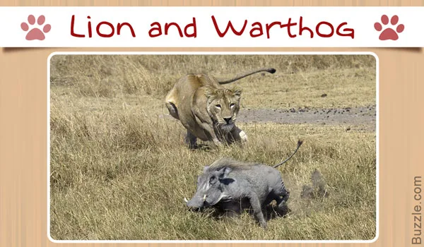Lion and warthog