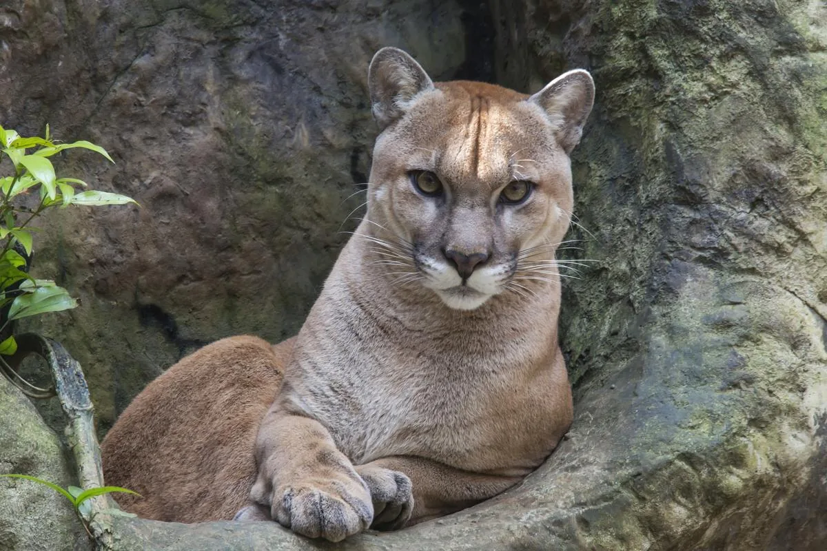 A cougar with large round ears and pale eyes, resembling a domestic cat in face shape
