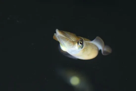 Flying squid leaping from the water