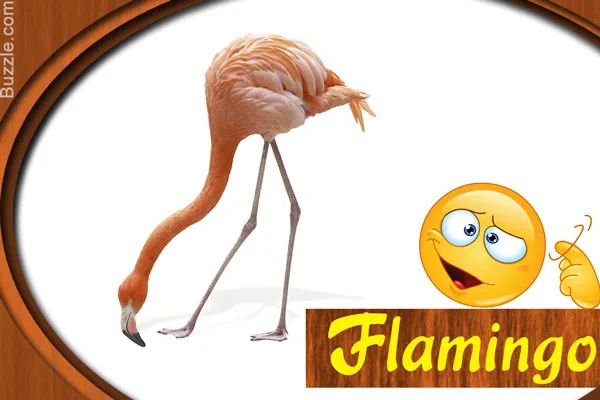 A pink flamingo standing on one leg in shallow water