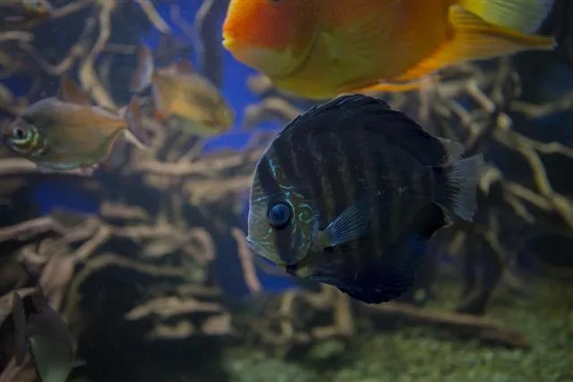 Brown discus fish