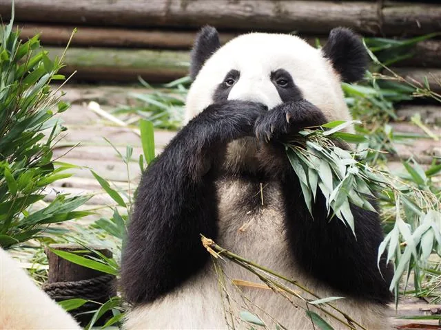 Giant panda in mountain habitat showing its natural environment