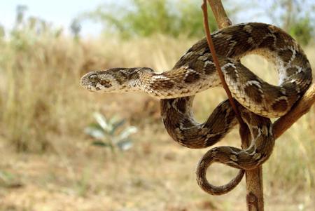 The Saw-scaled Viper