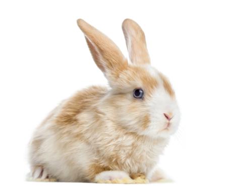 Satin mini lop rabbit