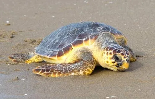 Loggerhead sea turtle resting on sand