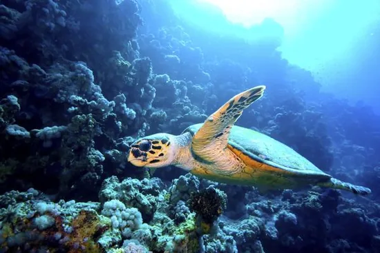 Green turtle