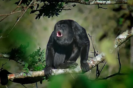 A howler monkey perched in a tree