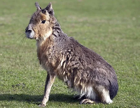 Patagonian mara, a large rodent that looks like a cross between a rabbit and a deer