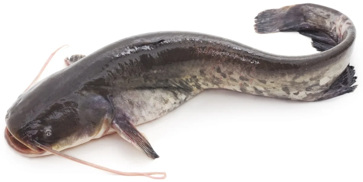 A single catfish resting near the bottom of a river