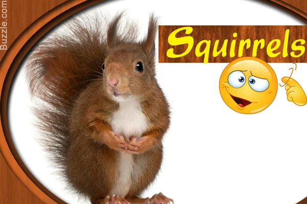 A gray squirrel sitting on a tree branch with a bewildered look