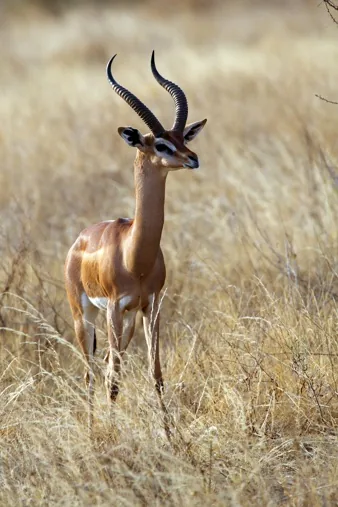 Gerenuk in woodland
