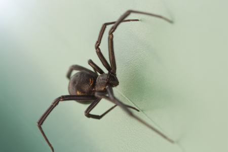 A black widow spider on its web, a reminder to check dark corners before reaching in