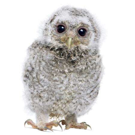 Cute gray owlet