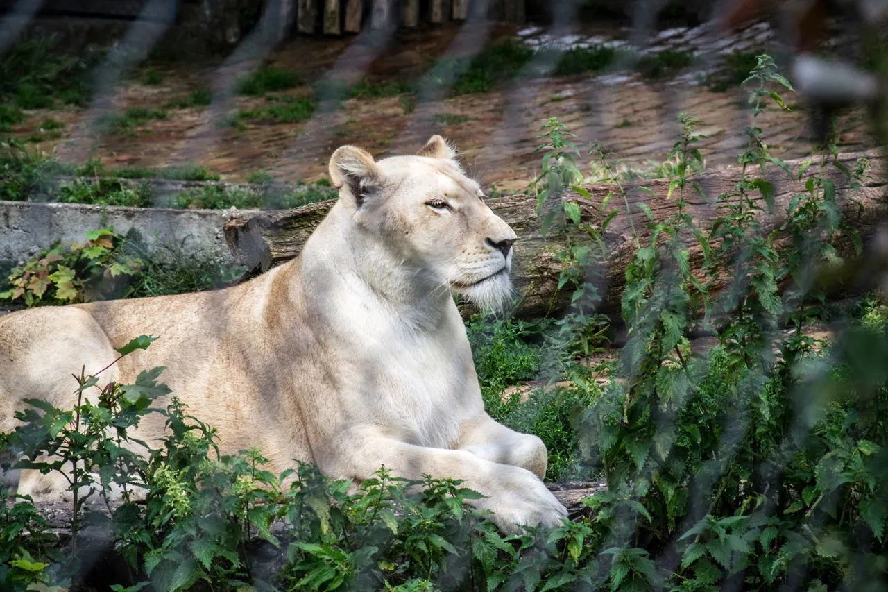 White Lion in natural savanna habitat