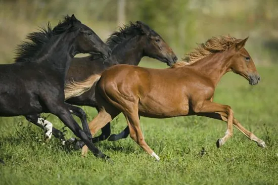 Three horses running across open ground