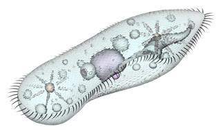 Digital image of a paramecium cell