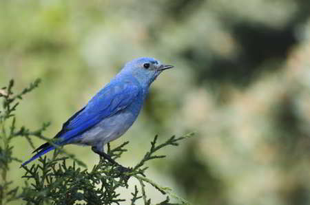 Mountain bluebird, a blue-colored animal